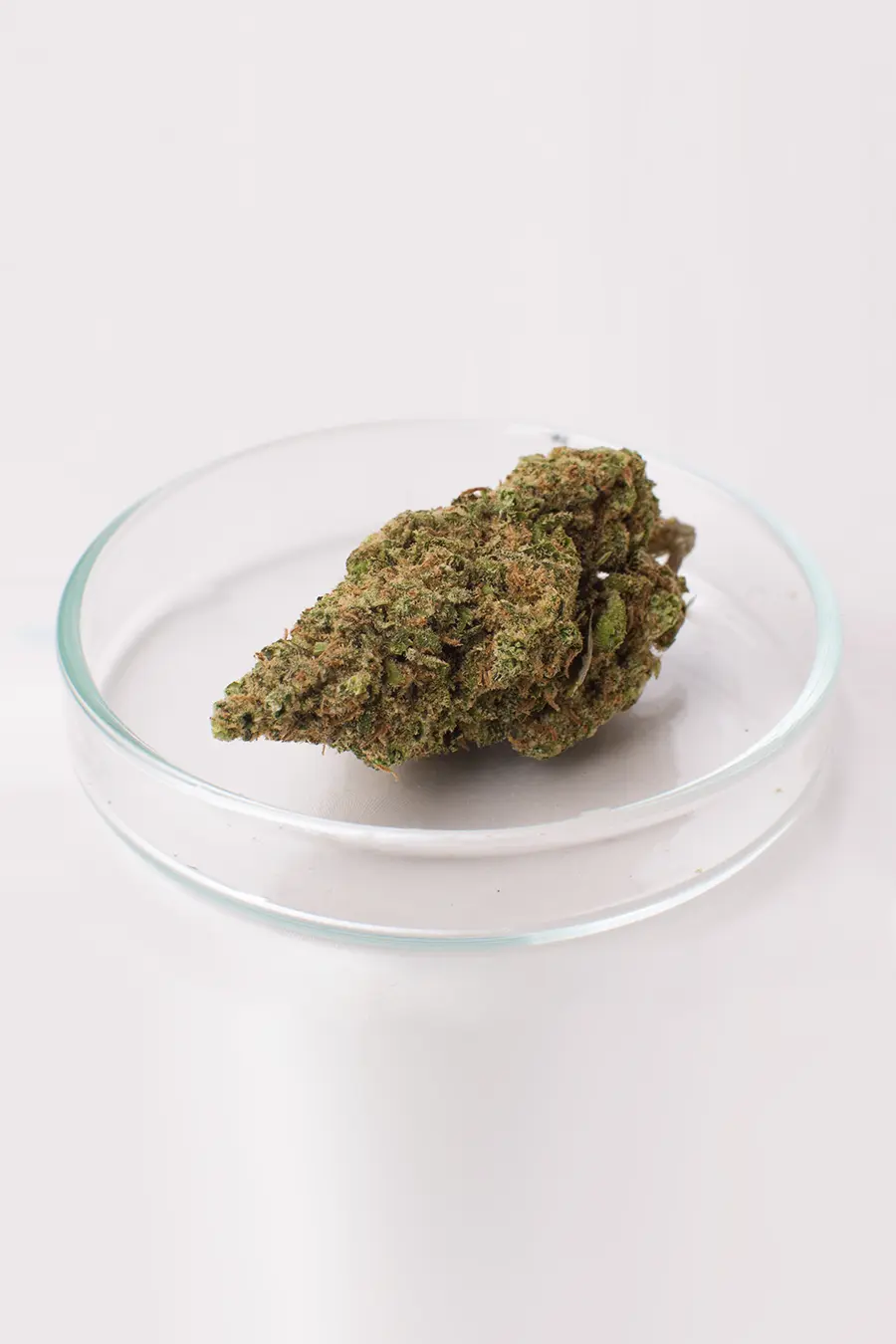 Flor-CBD-Harlequin-Cannacbd Harlequin CBD