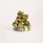 Flor-CBD-Smallbuds-Moby-Dick-Cannacbd