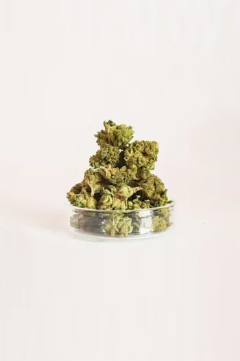 Cogollos Pequeños Moby Dick CBD