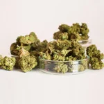 Flor-CBD-Smallbuds-cannatonic-Cannacbd (1)