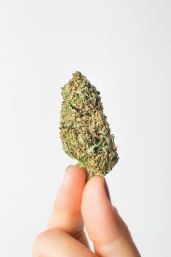 Gelato CBD Green House